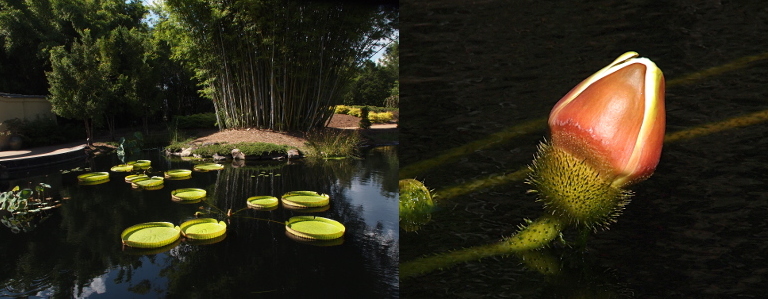 [Two images are  spliced together. The image on the left is a wide view of the pond with two plants extending pads and lily blooms across the water. There are tall bamboo plants on the land at the edge of the pond. The lily pads are one to two feet in diameter and have their outer edges cupped upward around the entire pad. Each plant has approximately six pads and two to three blooms which have yet to open. The image on the right is a closeup of a bud which has barely started to open. The outer color (the underside of the petals) are red-brown and the inner color is white. The green base of the bloom and the stem to it both have many hairs sticking out of them and would probably be scratchy to human skin.]